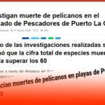 CUCHO, TESTIGO OCULAR 3